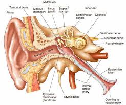 anatomia orecchio